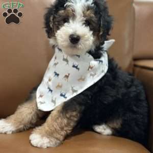 Skipper, Mini Bernedoodle Puppy