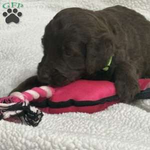 Green, Goldendoodle Puppy