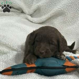 Red, Goldendoodle Puppy