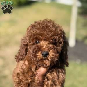 Red, Mini Goldendoodle Puppy