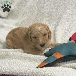 Blue, Goldendoodle Puppy