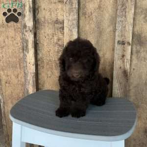 Rex, Mini Goldendoodle Puppy
