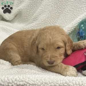 Orange, Goldendoodle Puppy