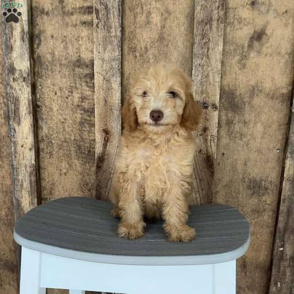 Rover, Mini Goldendoodle Puppy
