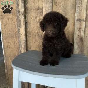 Rex, Mini Goldendoodle Puppy