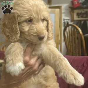 Orange, Goldendoodle Puppy