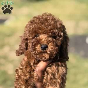 Red, Mini Goldendoodle Puppy