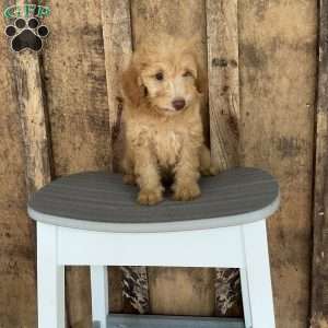 Rover, Mini Goldendoodle Puppy