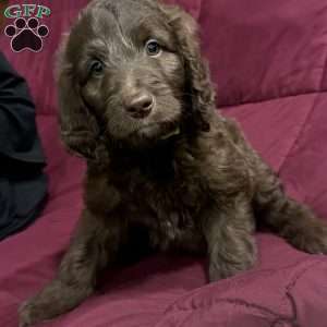 Green, Goldendoodle Puppy