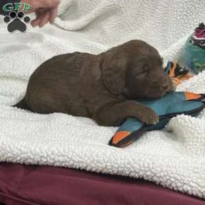 Red, Goldendoodle Puppy