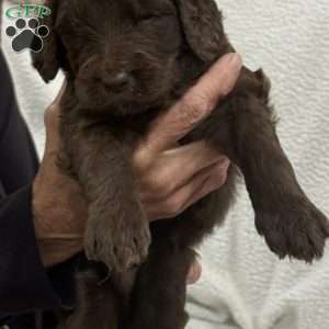 Green, Goldendoodle Puppy