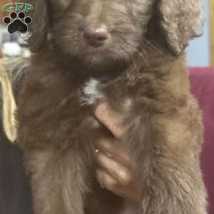 Red, Goldendoodle Puppy