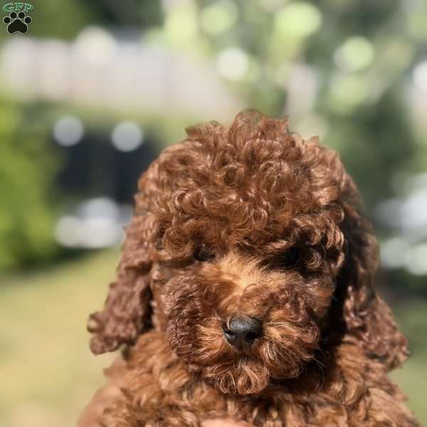 Red, Mini Goldendoodle Puppy