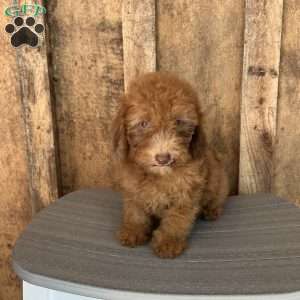 Rusty, Mini Goldendoodle Puppy