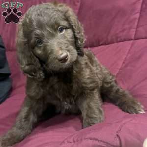 Green, Goldendoodle Puppy