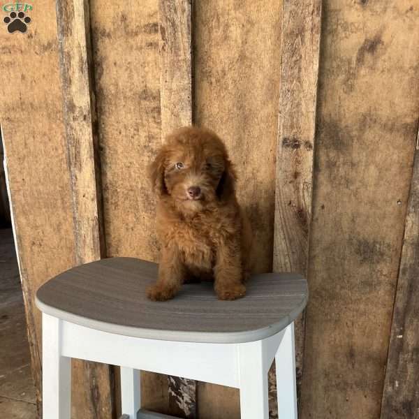 Rusty, Mini Goldendoodle Puppy