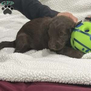 Green, Goldendoodle Puppy