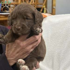 Red, Goldendoodle Puppy