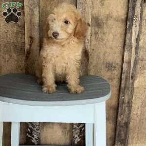 Rover, Mini Goldendoodle Puppy