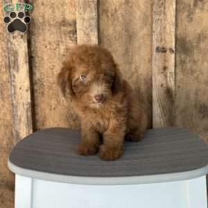 Rusty, Mini Goldendoodle Puppy