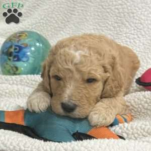 Blue, Goldendoodle Puppy