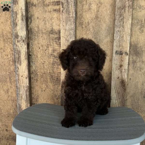 Rex, Mini Goldendoodle Puppy