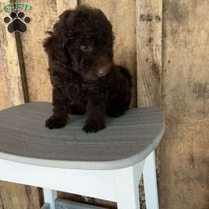 Rex, Mini Goldendoodle Puppy