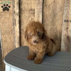 Rusty, Mini Goldendoodle Puppy