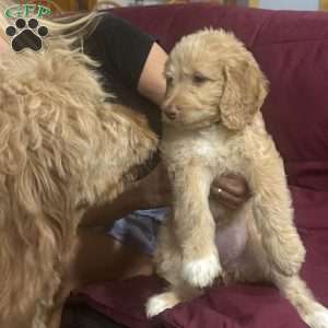 Orange, Goldendoodle Puppy