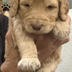 Orange, Goldendoodle Puppy