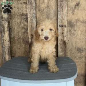 Rover, Mini Goldendoodle Puppy