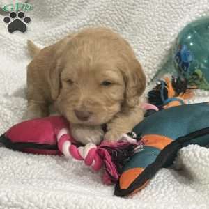 Orange, Goldendoodle Puppy
