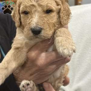 Blue, Goldendoodle Puppy