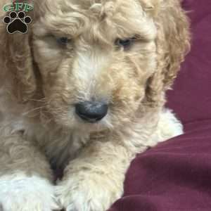 Blue, Goldendoodle Puppy