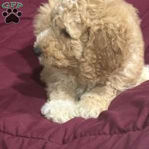 Blue, Goldendoodle Puppy