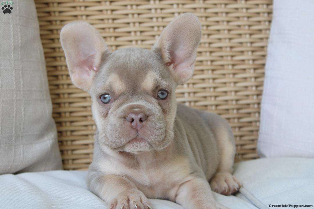 Lassie (French Bulldog, Female) in Millersburg, OH