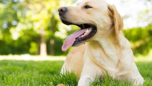6 Signs Your Dog Needs a Rest During Play or Exercise