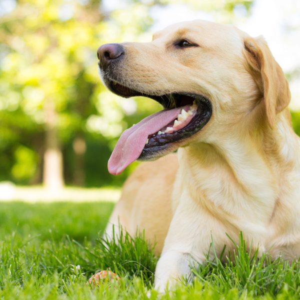 tired yellow labrador retriever lying in grass and panting
