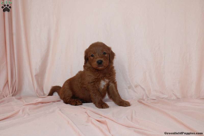 Wade (Doodle / designer cross, Male) in Gap, PA