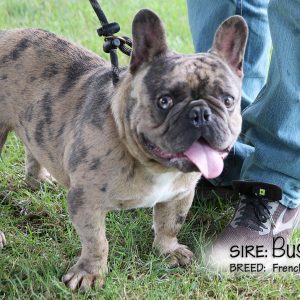 dad