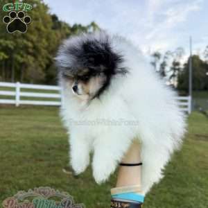 Little Jupiter, Pomeranian Puppy