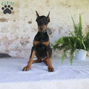 Spot, Doberman Pinscher Puppy