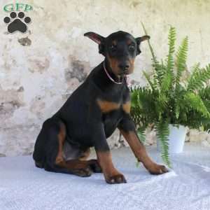 Sheila, Doberman Pinscher Puppy