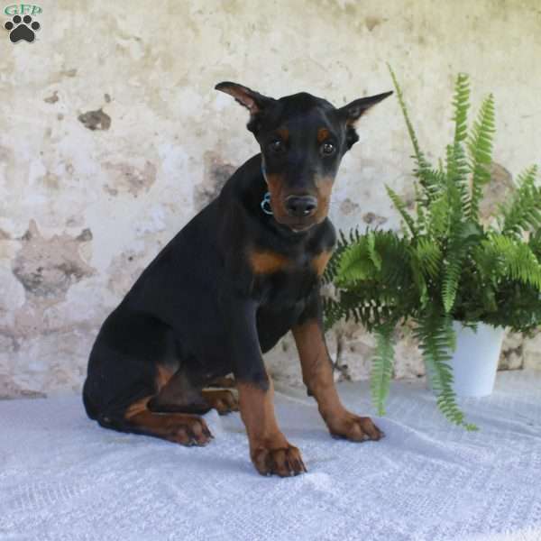 Simba, Doberman Pinscher Puppy