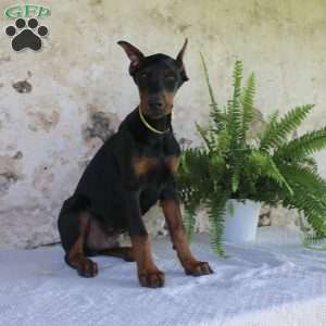 Sparky, Doberman Pinscher Puppy