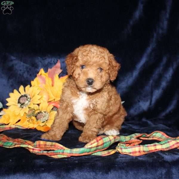 Abner, Mini Goldendoodle Puppy