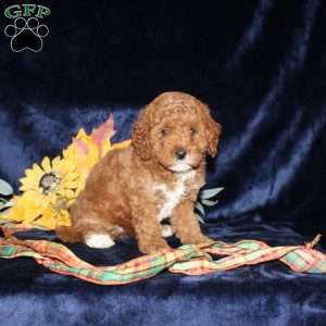 Alexis, Mini Goldendoodle Puppy