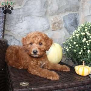 Teddy, Mini Aussiedoodle Puppy