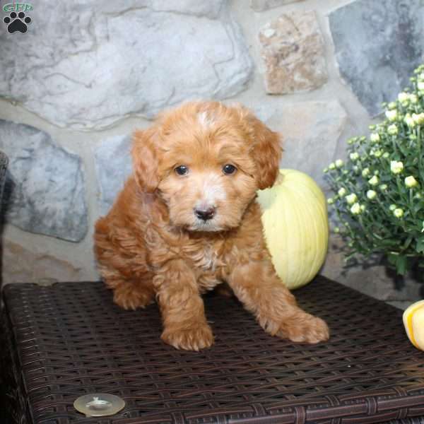 Tina, Mini Aussiedoodle Puppy