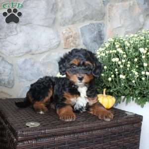 Tanya, Mini Aussiedoodle Puppy